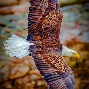 Meet your Posher, Allen